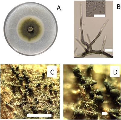 Duration of the susceptibility of pruning wounds of different ages to infections by Phaeomoniella chlamydospora on grapevine cv. Cabernet Sauvignon in Central Chile